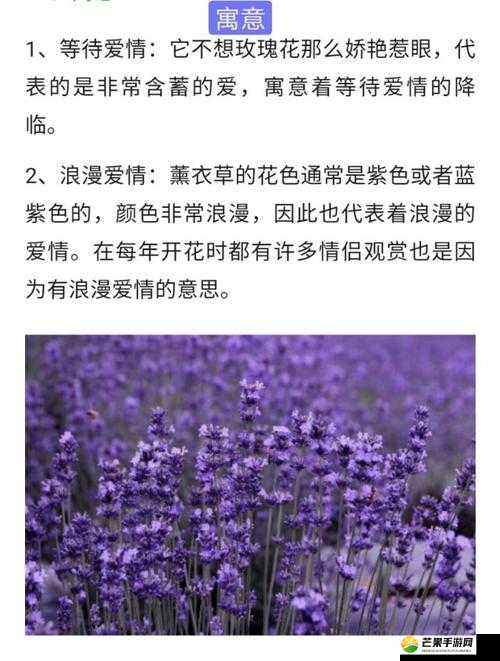 薰衣草研究所 APP：探索薰衣草的奥秘