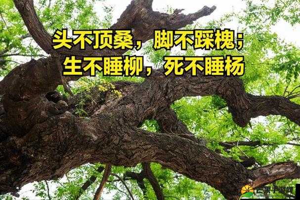 17c 是什么意思：探究其含义